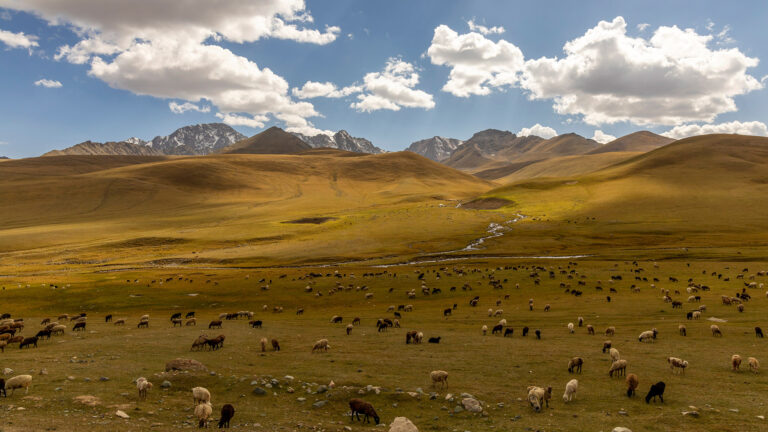 Saeed Al shamsi - gpufest6